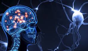 Explorando los Recovecos del Cerebro: Avances en Neurociencia Cognitiva