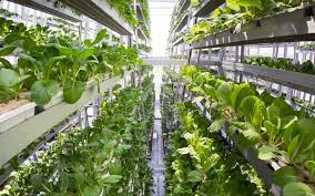 Innovaciones en la Agricultura Vertical y su Impacto en la Seguridad Alimentaria