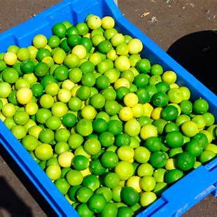 El norte también se cuenta desde la comida